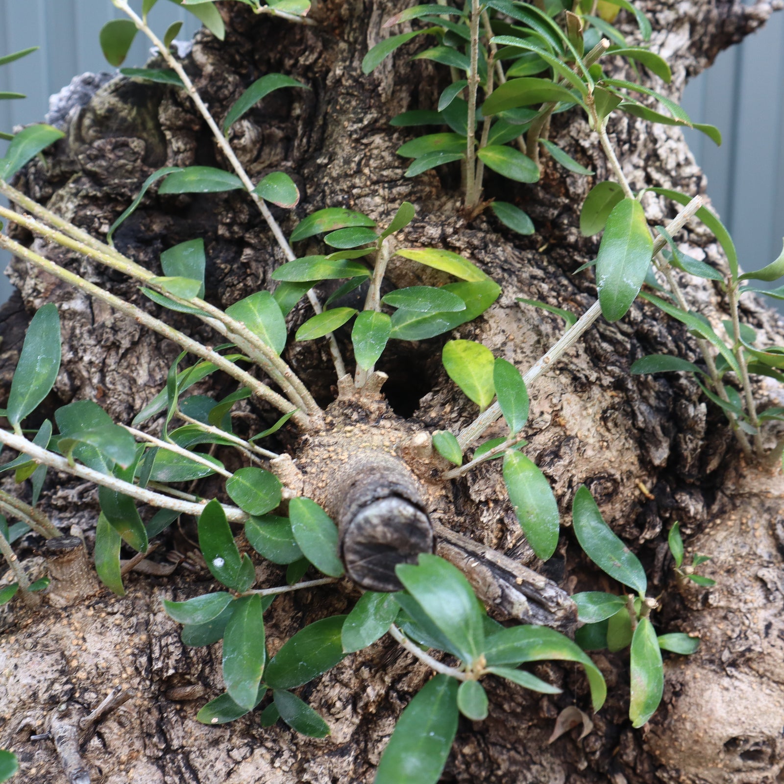 オールドオリーブ（古木） EC570 – TaiShoDo ONLINE SHOP