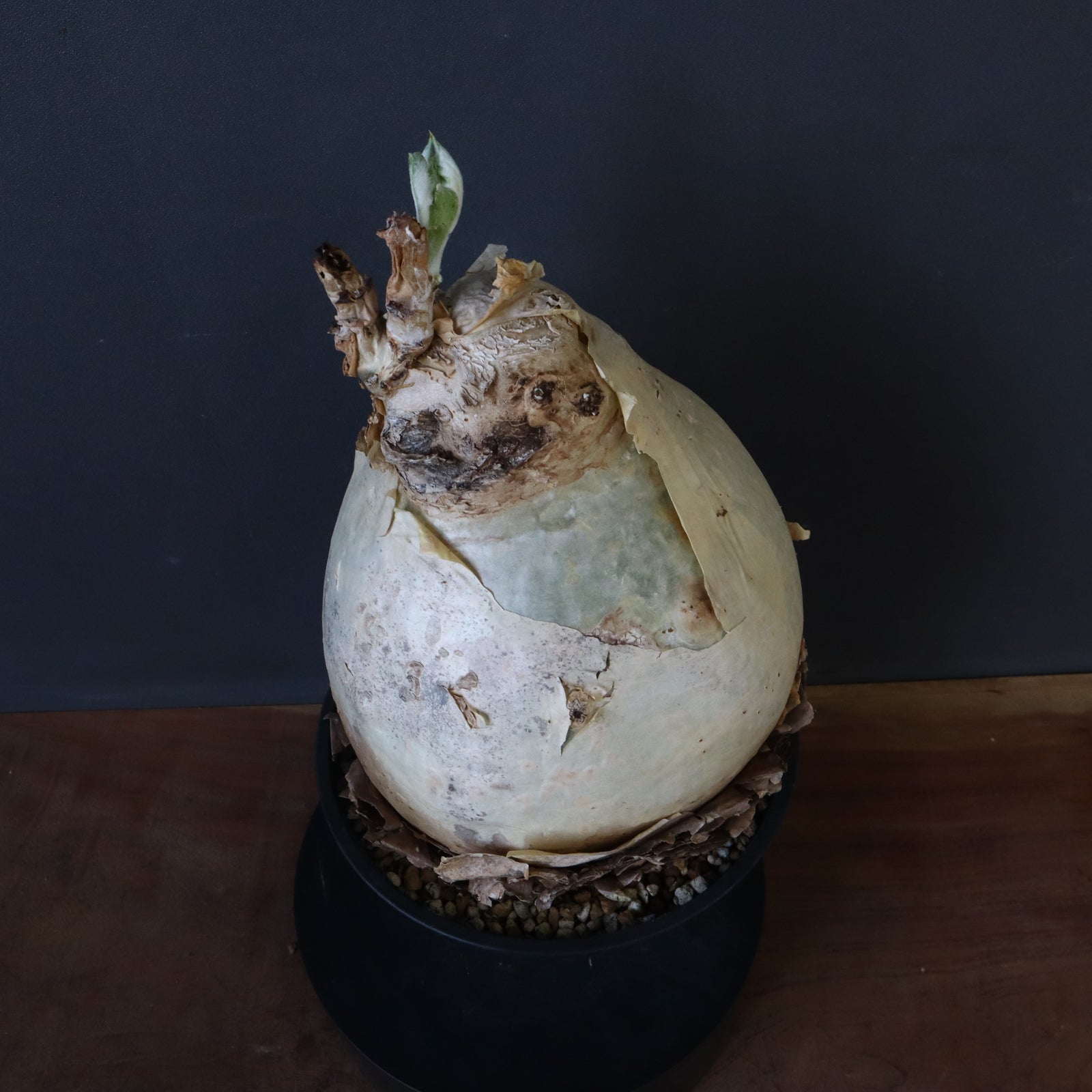 キフォステンマ　セイチアナ s9822v_1.jpg