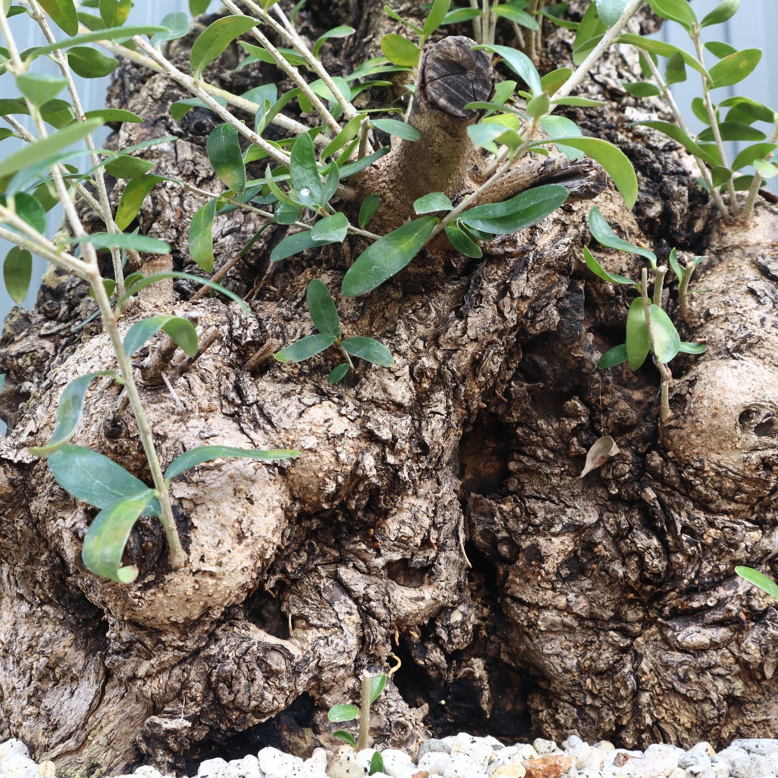 オールドオリーブ（古木） EC570 – TaiShoDo ONLINE SHOP