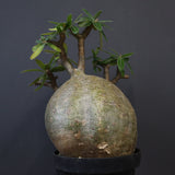 P.グラキリス 573