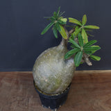 P.グラキリス 573