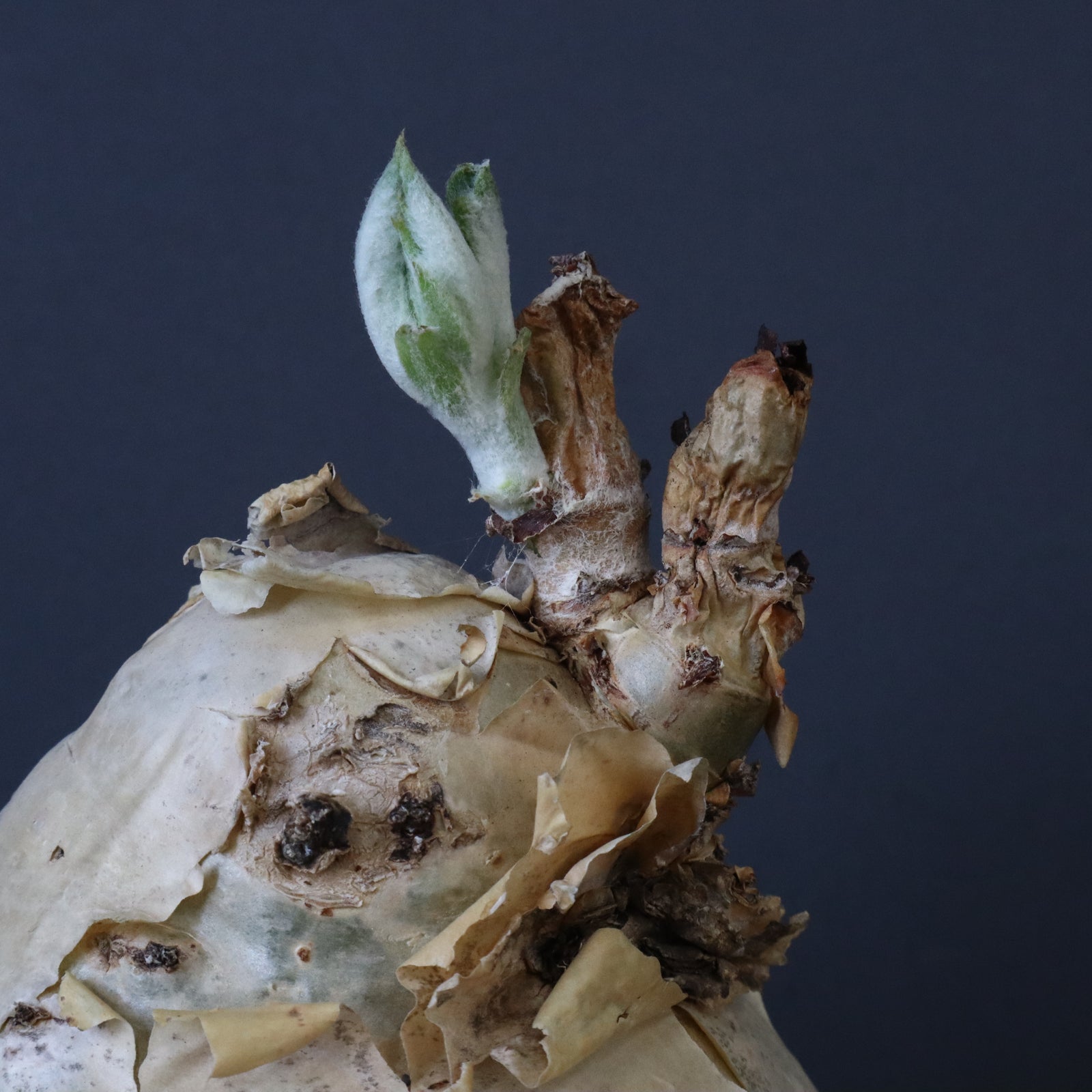 C.セイチアナ 2 – TaiShoDo ONLINE SHOP