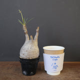 P.グラキリス 1743