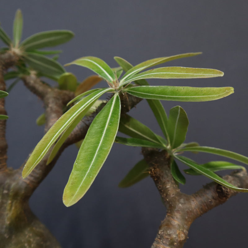 P.グラキリス 573 – TaiShoDo ONLINE SHOP