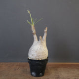 P.グラキリス 1743