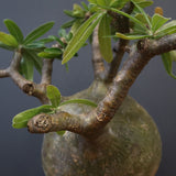 P.グラキリス 573