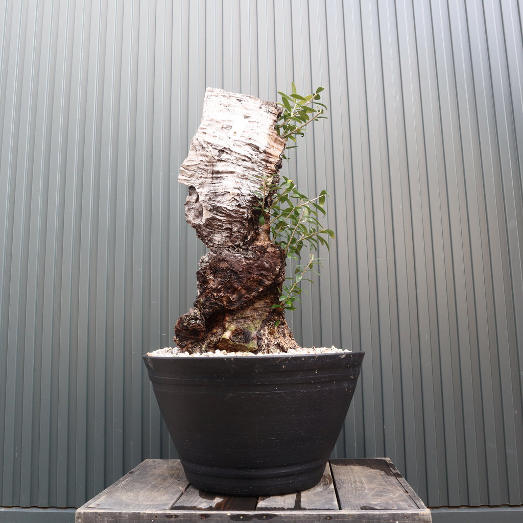 IMG_4468_8fa3478d-1c81-4137-