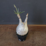 P.グラキリス 1743