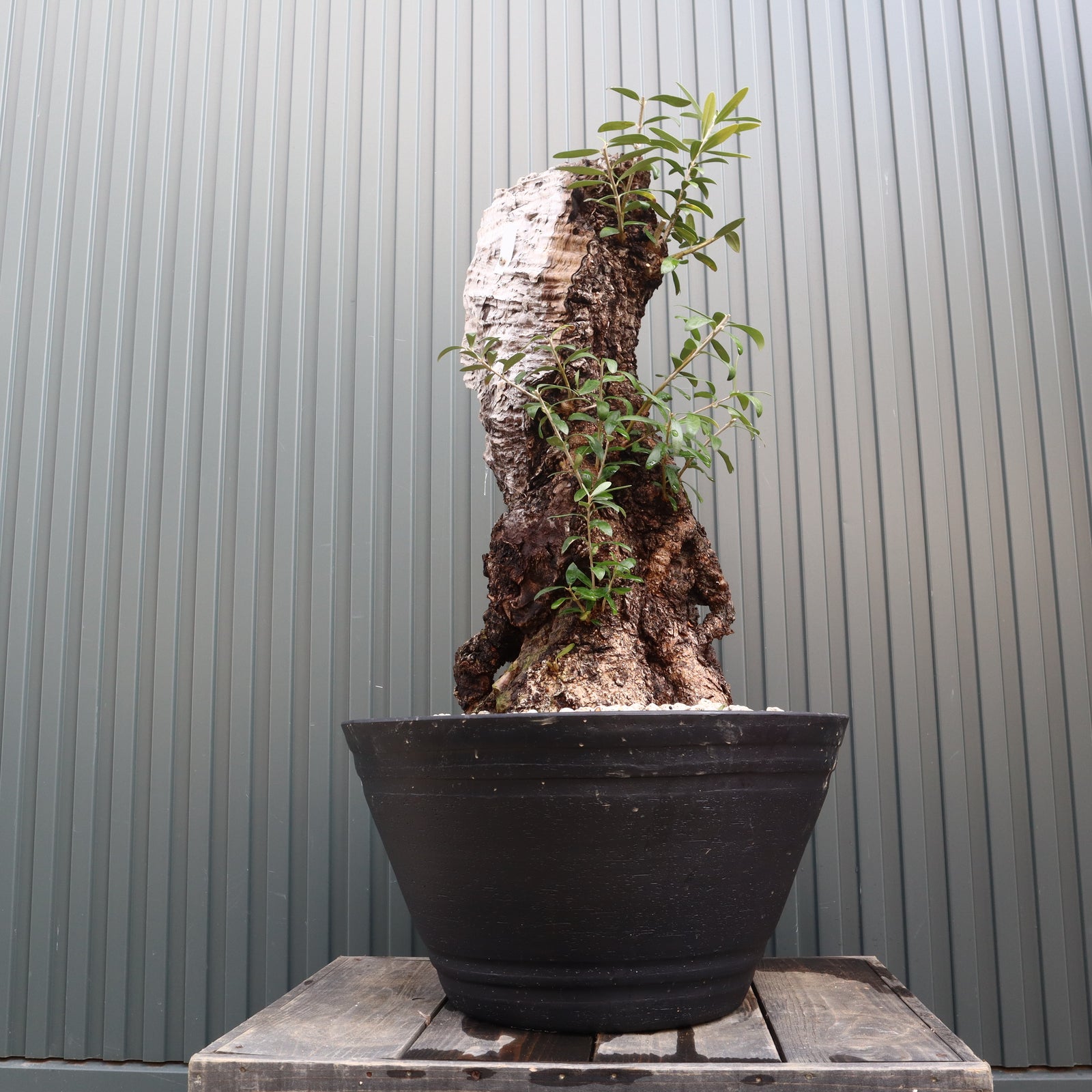 IMG_4469_b8a9ae60-510f-41b8-