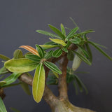 P.グラキリス 573