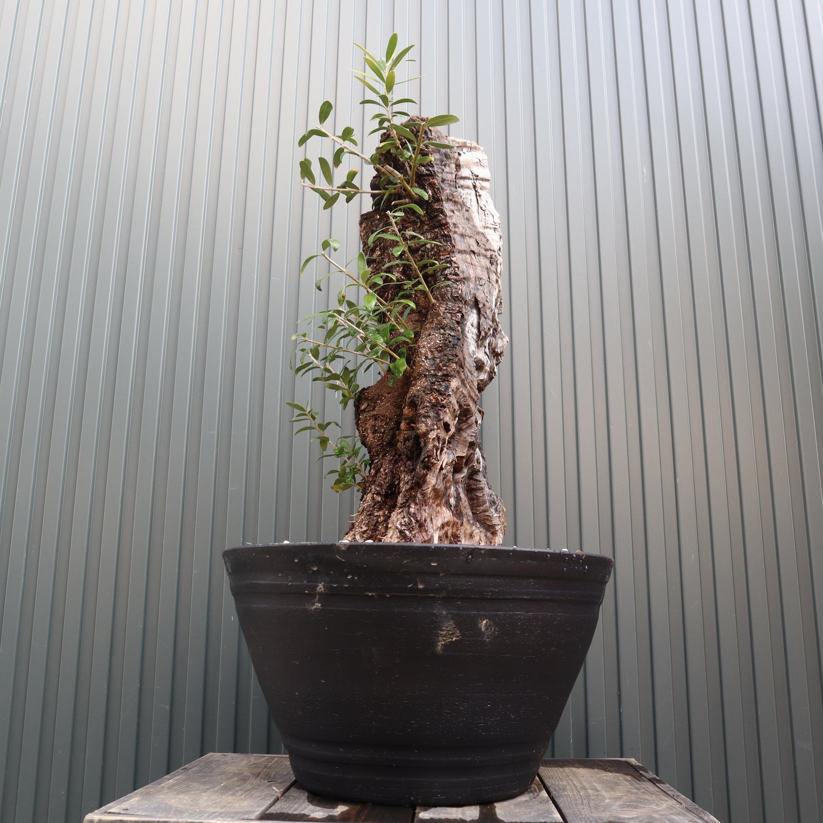 オールドオリーブ（古木） EC572 – TaiShoDo ONLINE SHOP