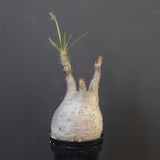 P.グラキリス 1743