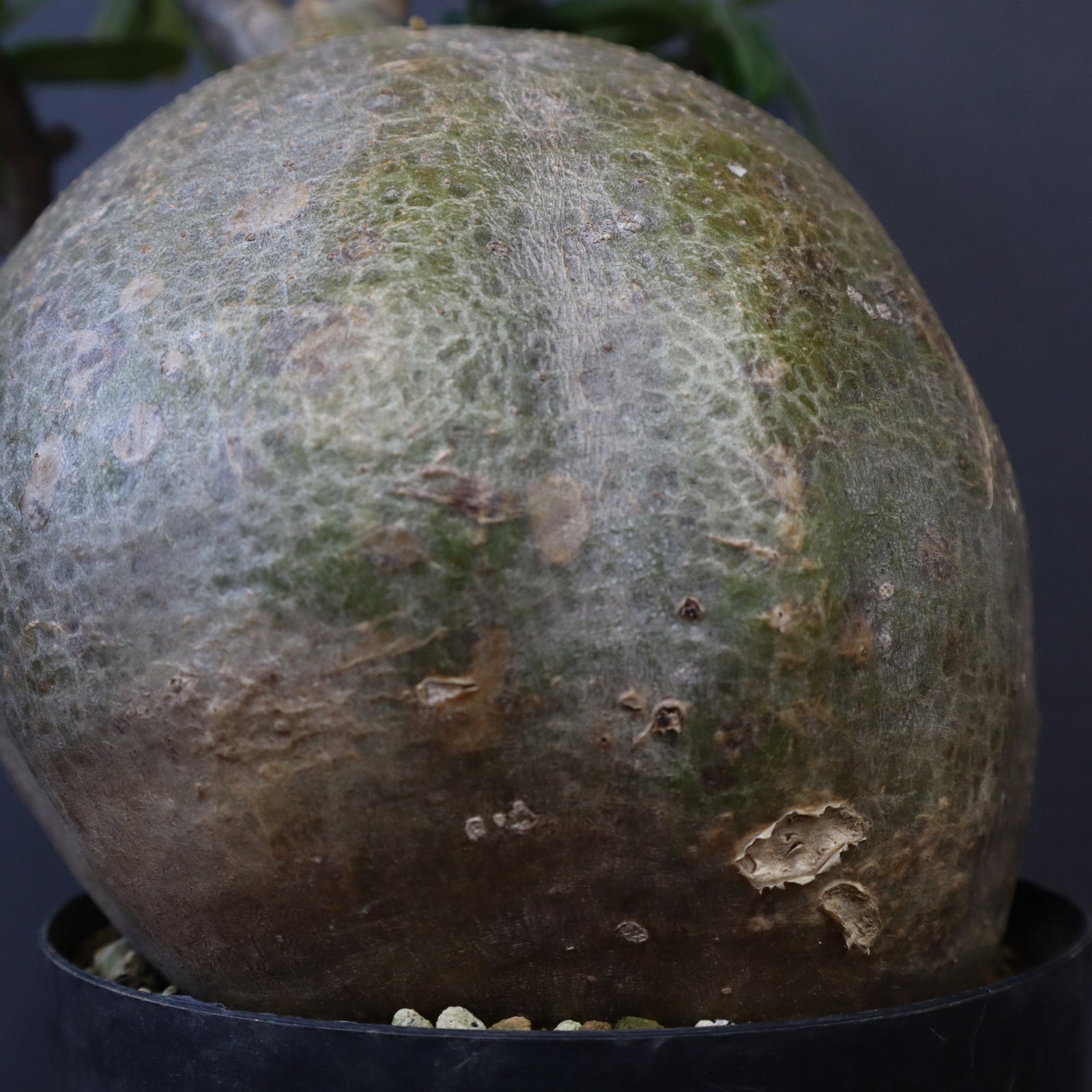 yasuo noto パキポーズ グラキリス パキポーズ②グラキリス yasuo noto