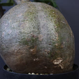 P.グラキリス 573