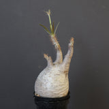 P.グラキリス 1743