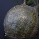 P.グラキリス 573