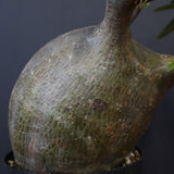 P.グラキリス 573