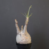 P.グラキリス 1743