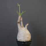 P.グラキリス 1743