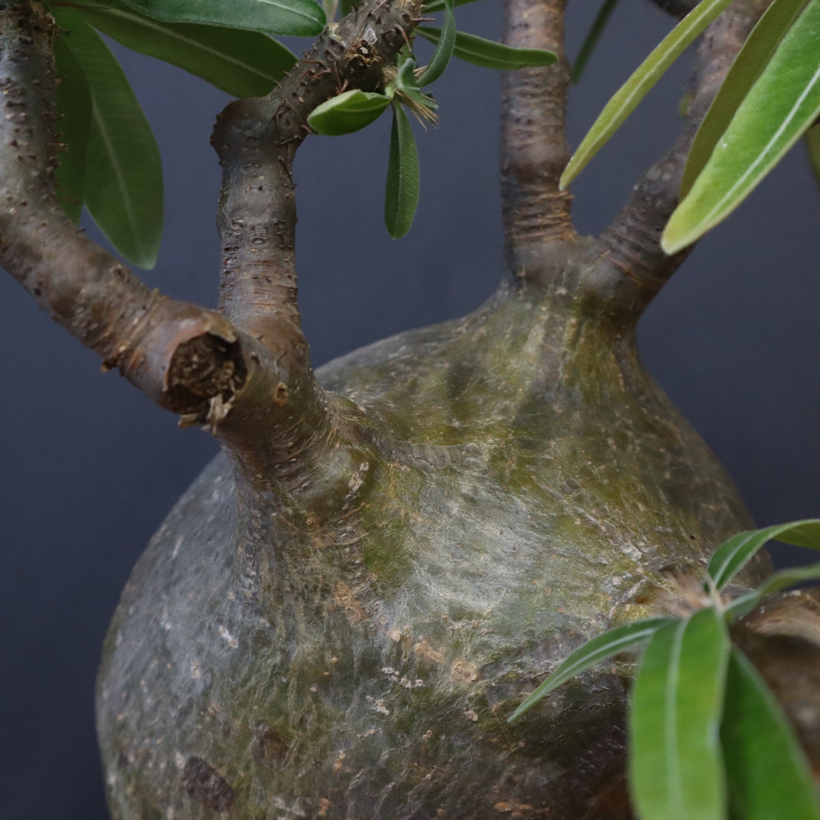 P.グラキリス 573 – TaiShoDo ONLINE SHOP