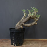 T.カカリオイデス EC1226