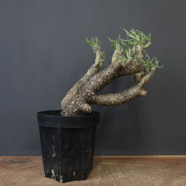 T.カカリオイデス EC1226