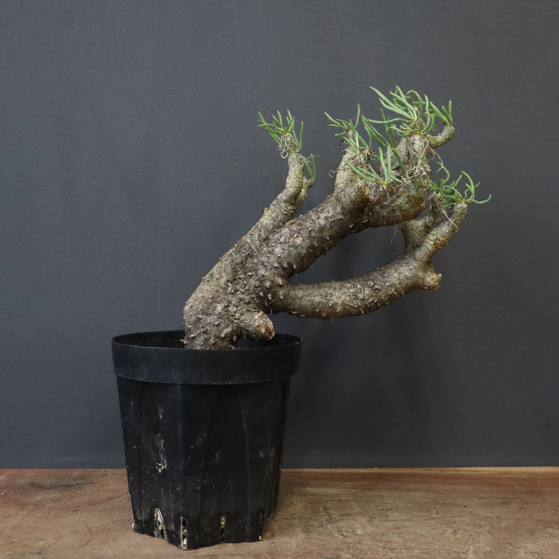 T.カカリオイデス EC1226