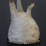 P.グラキリス 1743