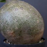 P.グラキリス 573