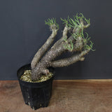 T.カカリオイデス EC1226