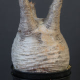 P.グラキリス 1743