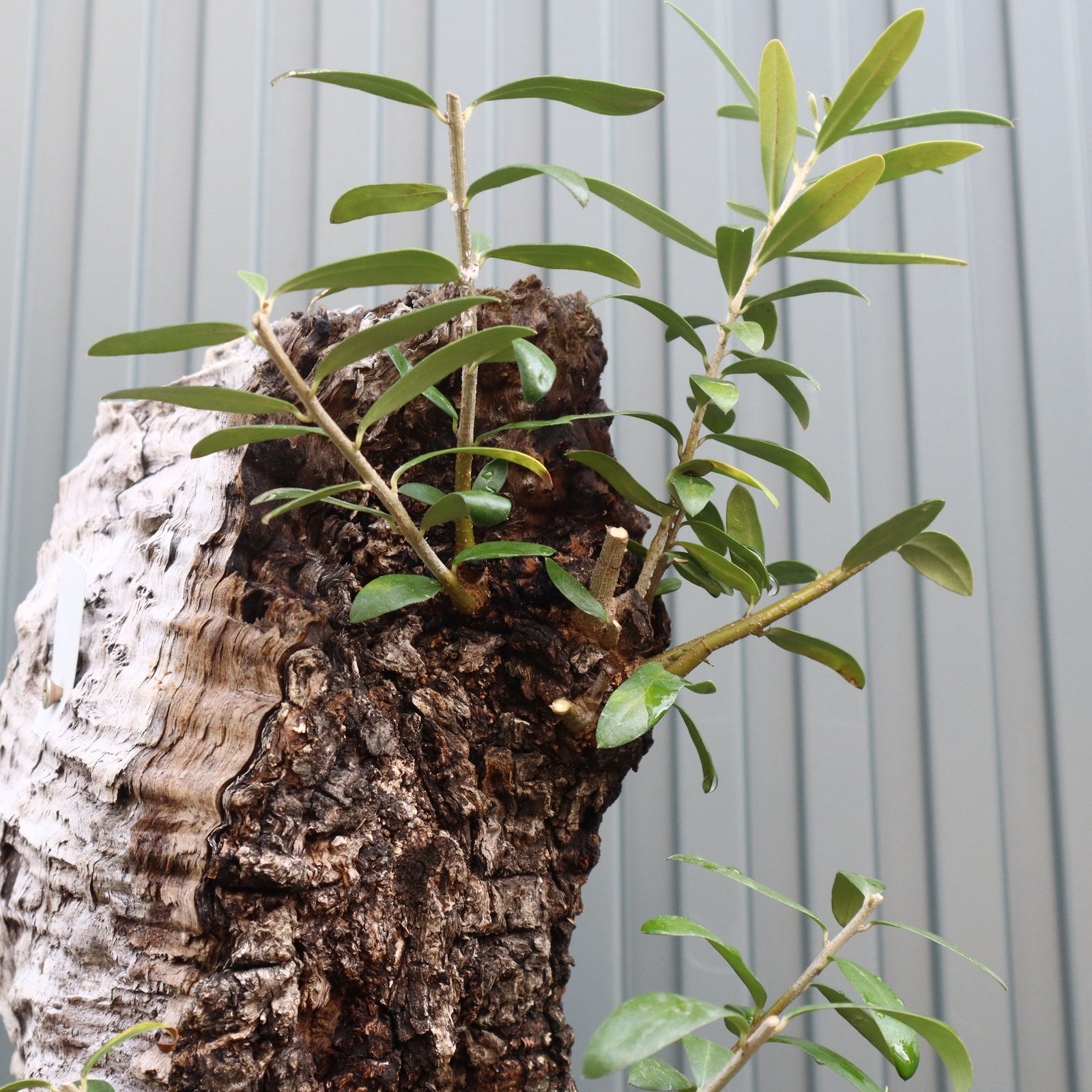 オールドオリーブ（古木） EC572 – TaiShoDo ONLINE SHOP