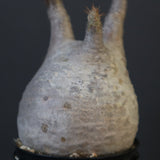 P.グラキリス 1743