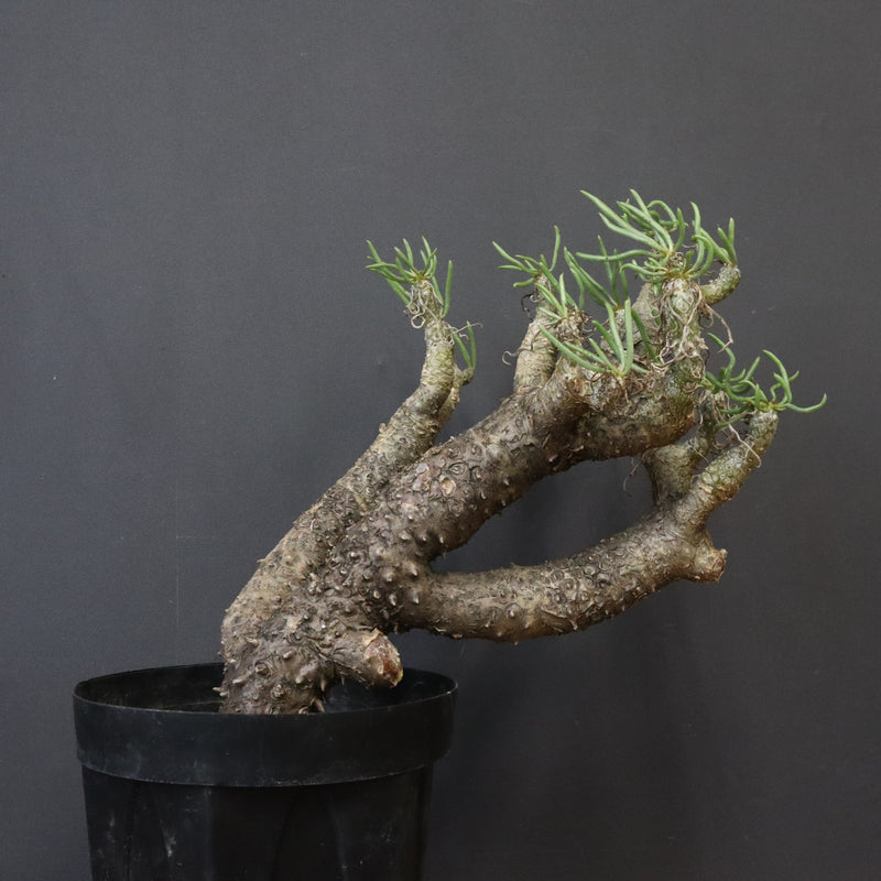 T.カカリオイデス EC1226