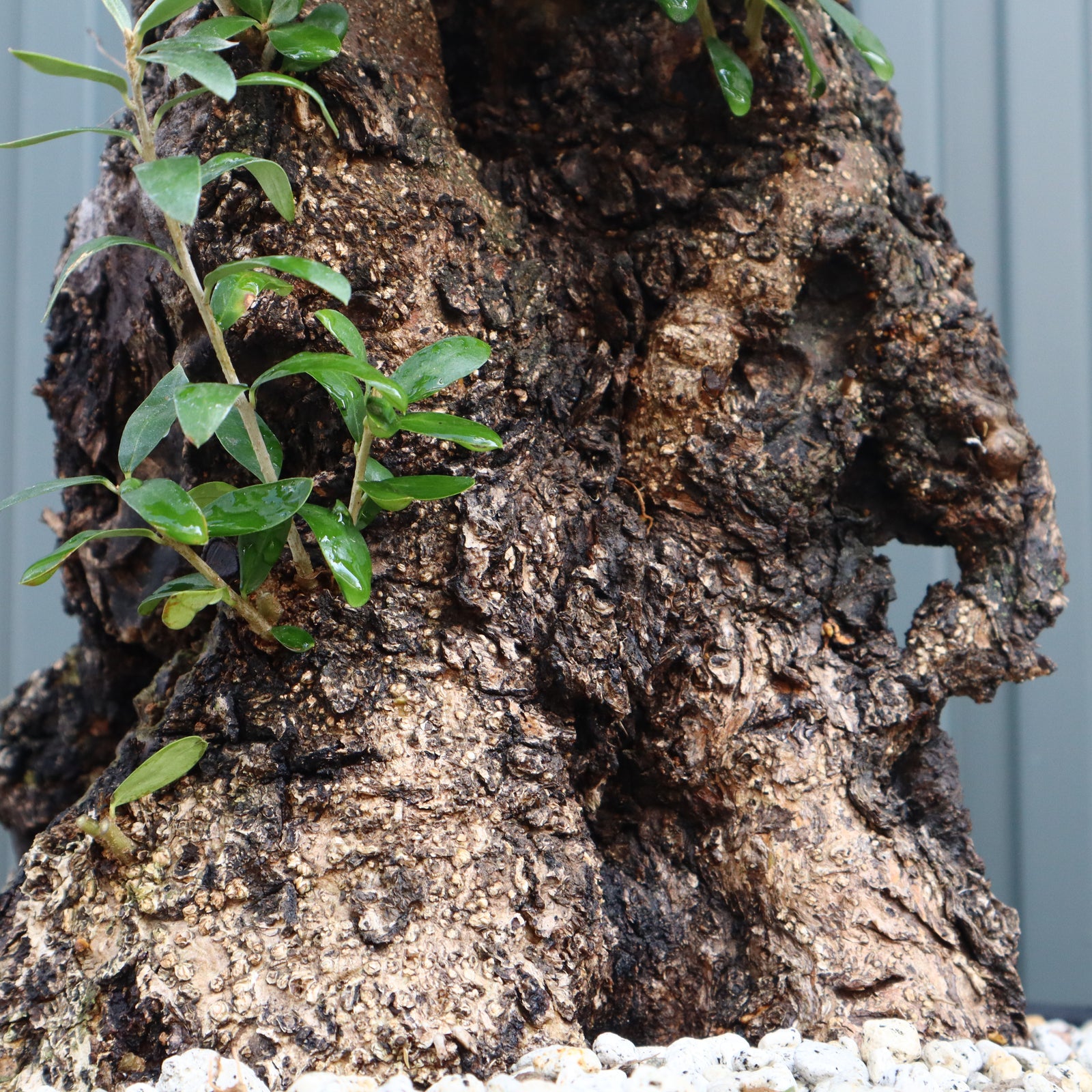 オールドオリーブ（古木） EC572 – TaiShoDo ONLINE SHOP