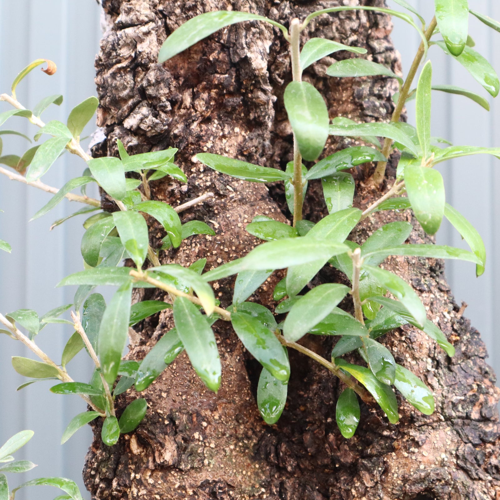 オールドオリーブ（古木） EC572 – TaiShoDo ONLINE SHOP