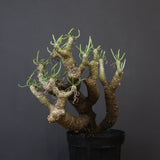 T.カカリオイデス EC1226