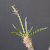 P.グラキリス 1743