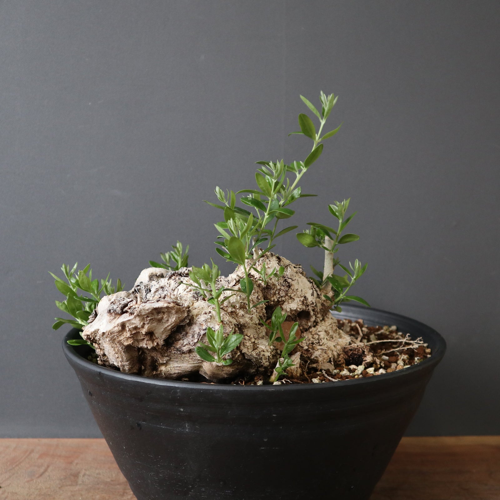 オリーブ 古木 old olive　盆栽 オールドオリーブ（古木） EC2685 – TaiShoDo ONLINE SHOP