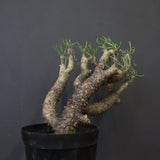 T.カカリオイデス EC1226