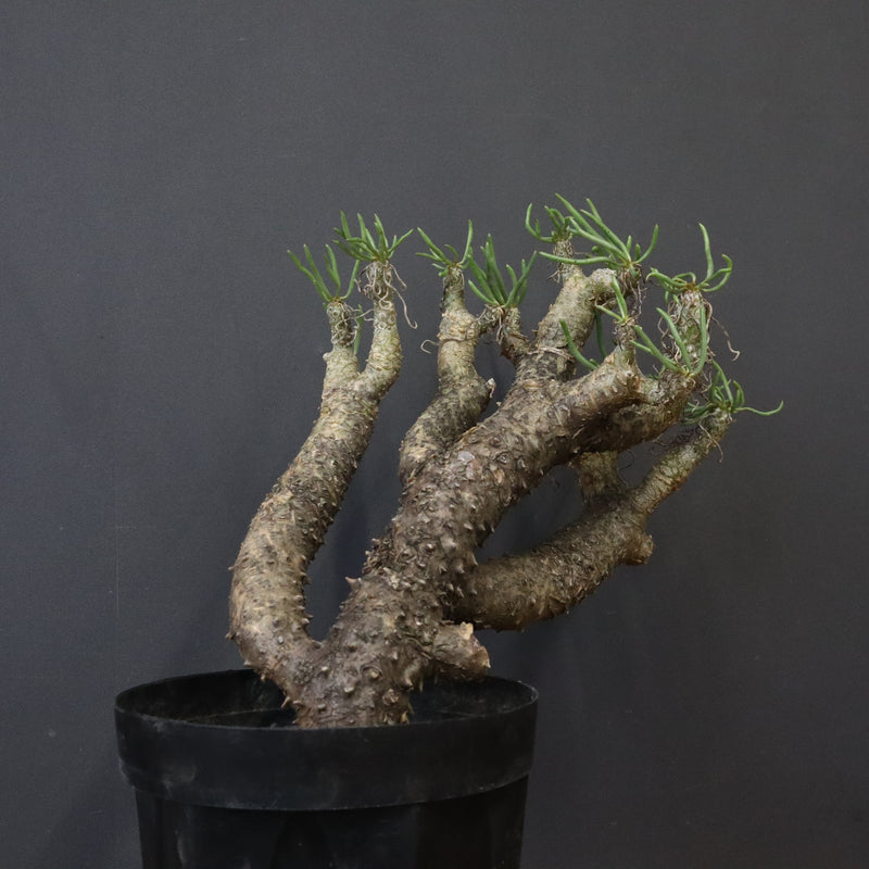 T.カカリオイデス EC1226