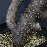 T.カカリオイデス EC1226