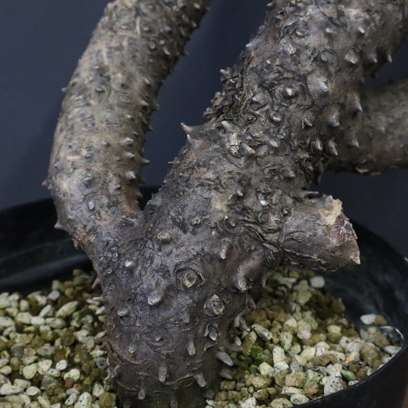 T.カカリオイデス EC1226