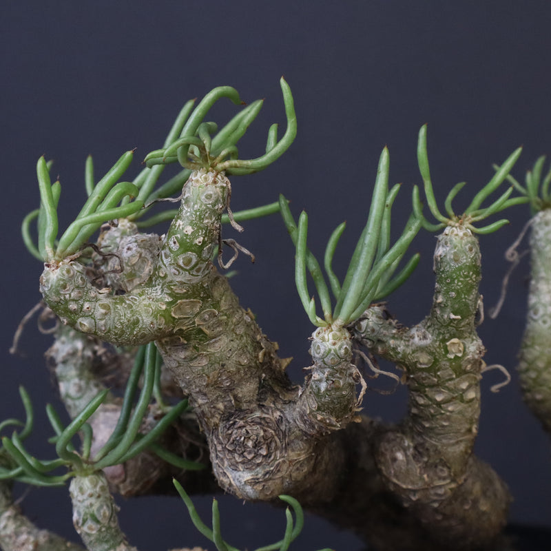 T.カカリオイデス EC1226