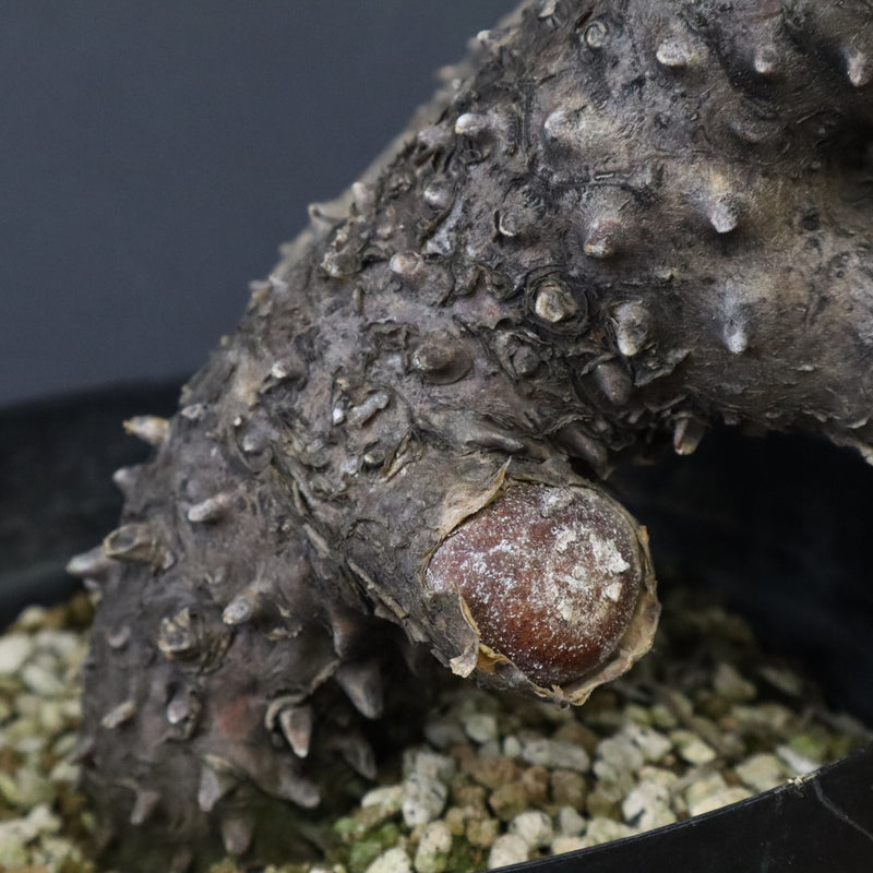 T.カカリオイデス EC1226