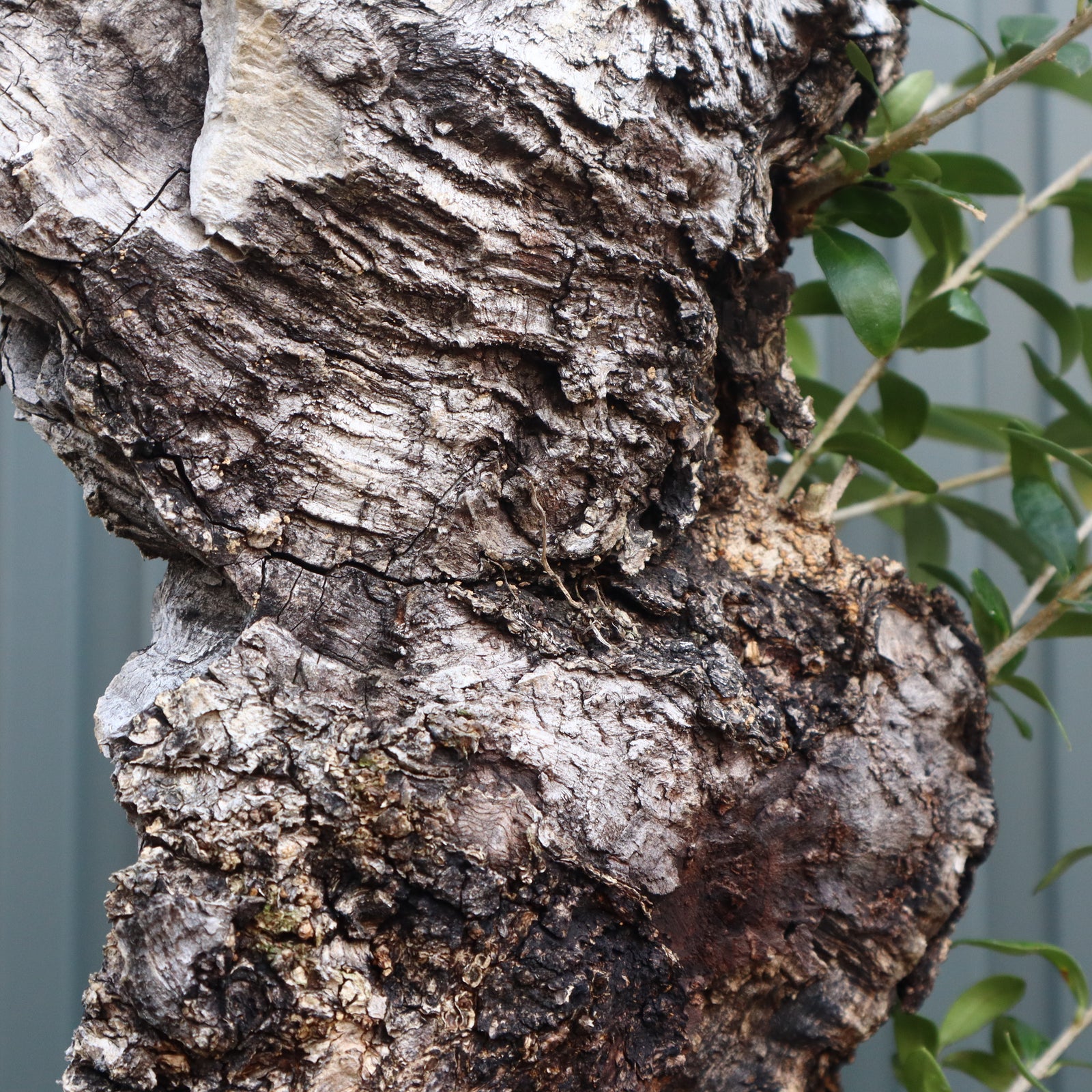 オールドオリーブ（古木） EC572 – TaiShoDo ONLINE SHOP