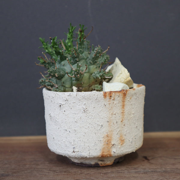 塊根植物 – 19ページ目 – TaiShoDo ONLINE SHOP