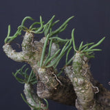 T.カカリオイデス EC1226