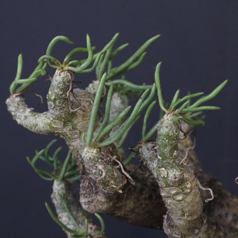 T.カカリオイデス EC1226