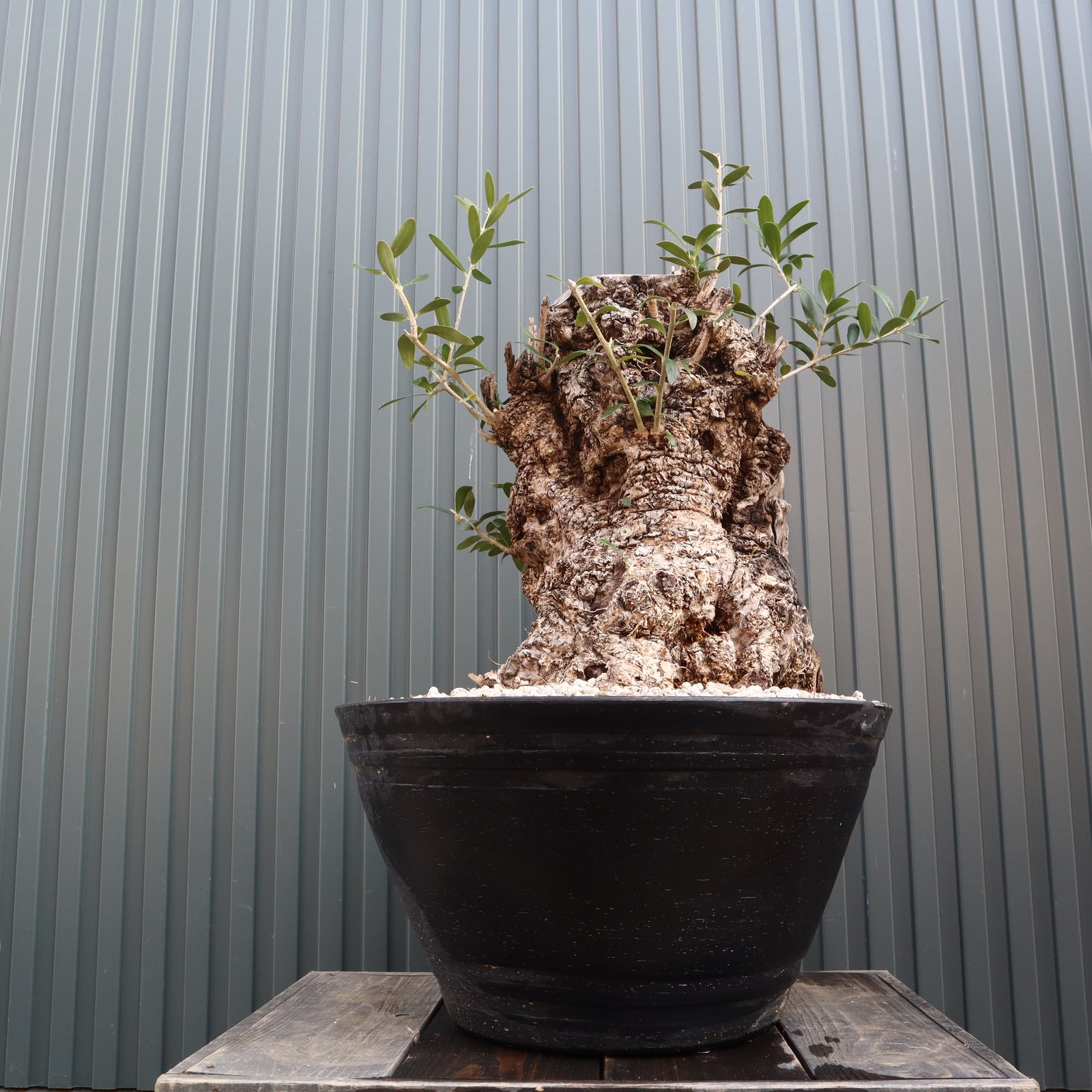 【現品】オリーブの古木　大株　30号相当 現品】オリーブの古木大株30号相当